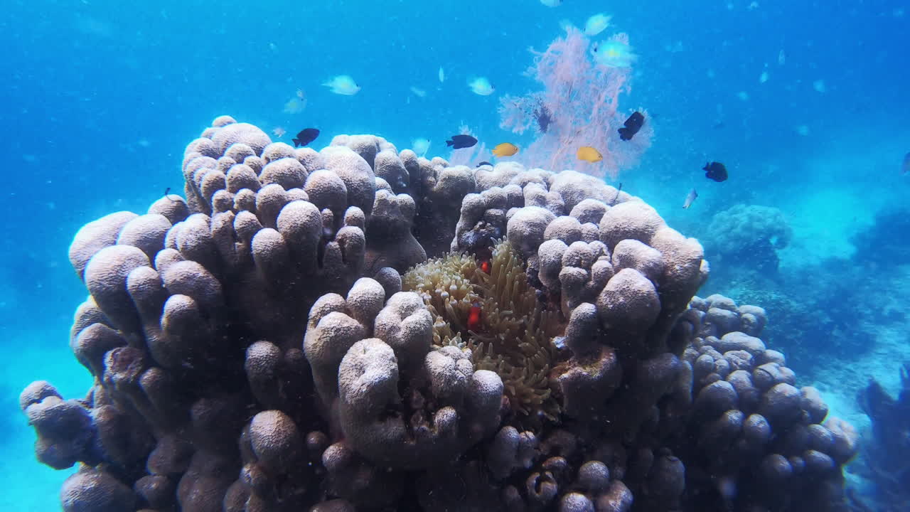 el pez más lindo del arrecife de coral