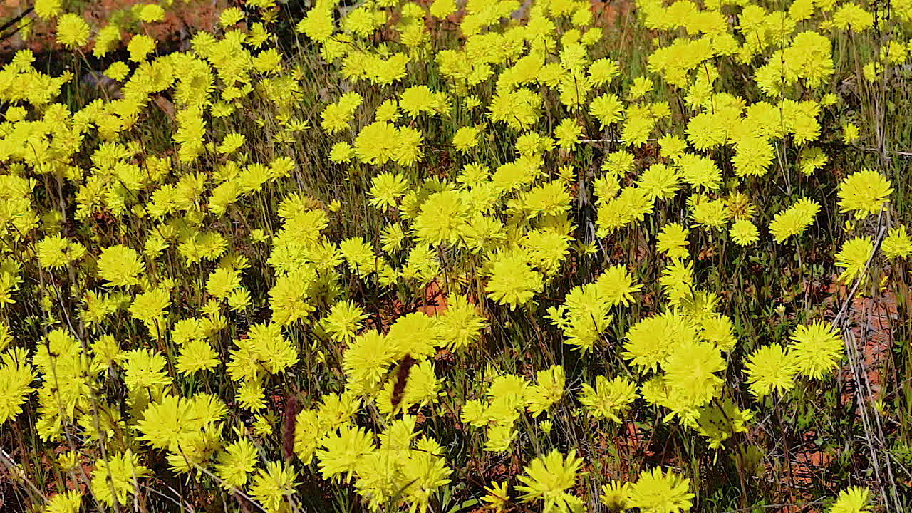 호주의 봄에 아름다운 노란색 야생화가 피어납니다.