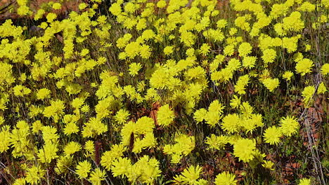 hermosas flores silvestres amarillas florecen en primavera en australia
