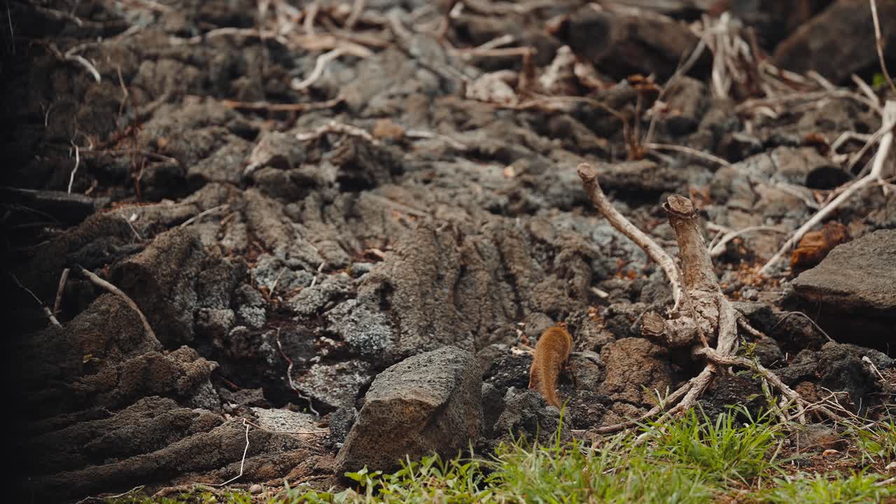 Wild mongoose scurrying and scampering in slow motion