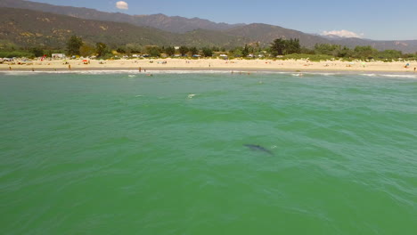 an aerial over a california beach with a great white shark swimming offshore 1