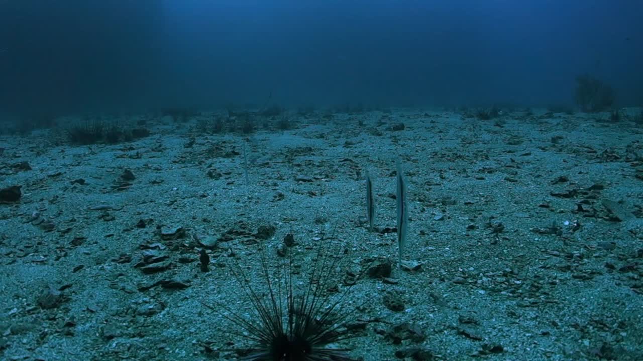 Group Adult Jointed Razorfish Swim Away Together Over Sandy Sea Bottom