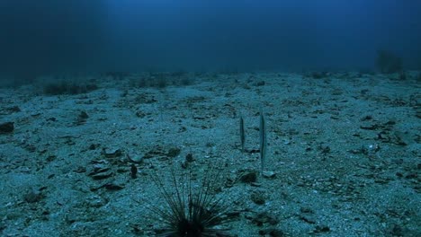 group adult jointed razorfish swim away together over sandy sea bottom