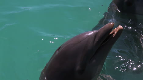 Delfines-28