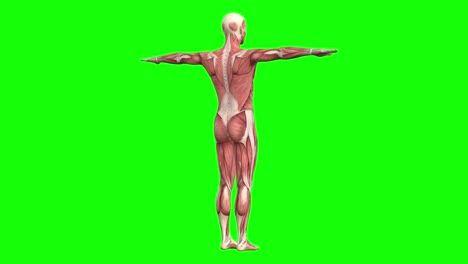 3d músculos masculinos anatomía t-pose en pantalla verde bucle sin costuras animación 3d, girando 360