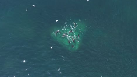 Toma-Aérea-Sobre-Un-Grupo-De-Leones-Marinos-Cazando-Tácticamente-Una-Escuela-De-Peces