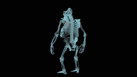 gorilla skeleton in xray, holographic turntable 4k