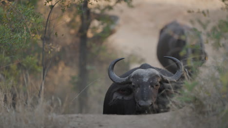 african buffalo in their natural habitat