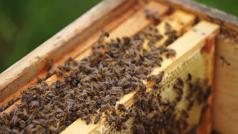 hardworking bees on honeycomb in apiary