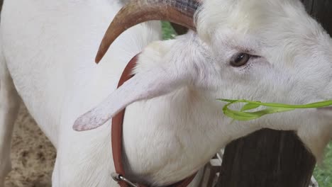 white goat eating grass