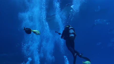 a scuba diver swims underwater with a massive whale shark