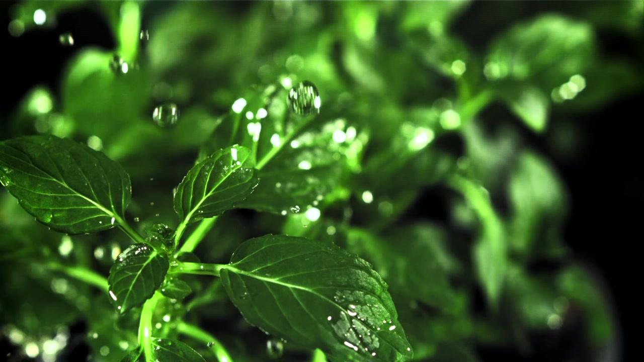 Goccioline d'acqua al rallentatore che cadono su foglie verdi fresche