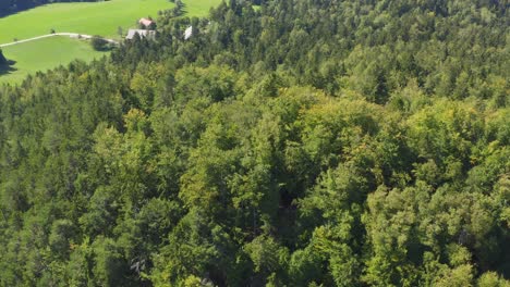 vista superior aérea de los árboles verdes de verano en el bosque en la zona rural de prevalje, eslovenia
