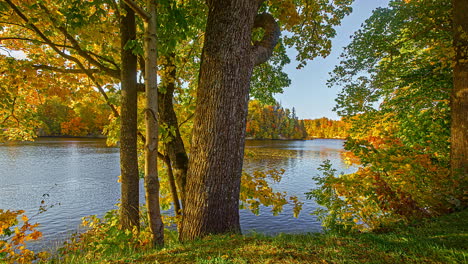 view of calm river of daugava surrounded by forest autumn trees in koknese, latvia