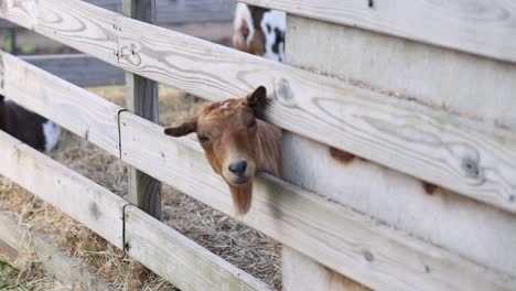 Brown-goat-with-its-head-through-fence-on-a-farm-in-Williamston,-Michigan