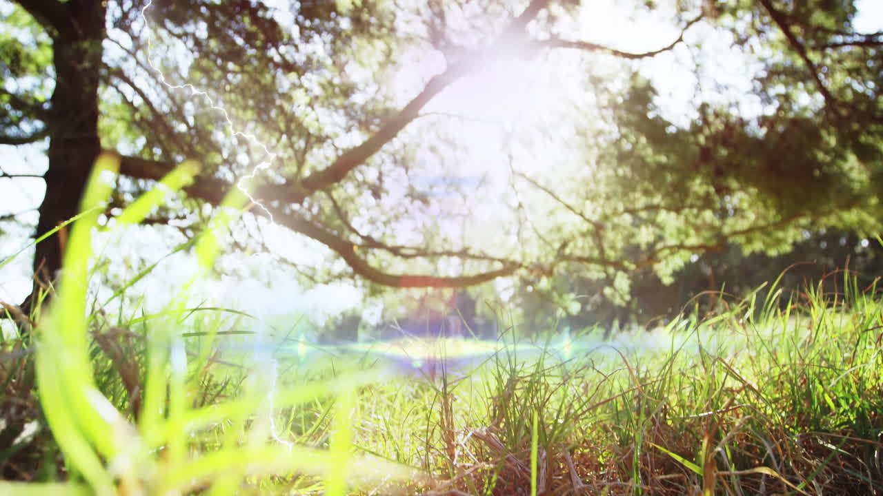 Sunlight filtering through trees illuminating lush green grass in peaceful animation