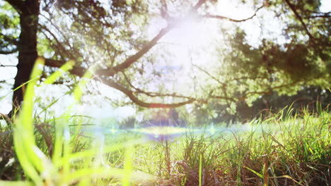 sunlight filtering through trees illuminating lush green grass in peaceful animation