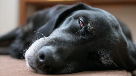 a portrait with a tight focus on a senior black dog's eyes closed in sleep on the floor