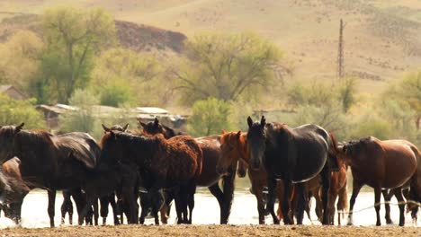 Belleza-Cinematográfica-De-Caballos-Que-Deambulan-Libremente,-Corren-Y-Beben-Junto-Al-Río,-Con-Terneros-Juguetones.