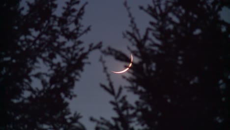 crescent silver moon behind trees at night