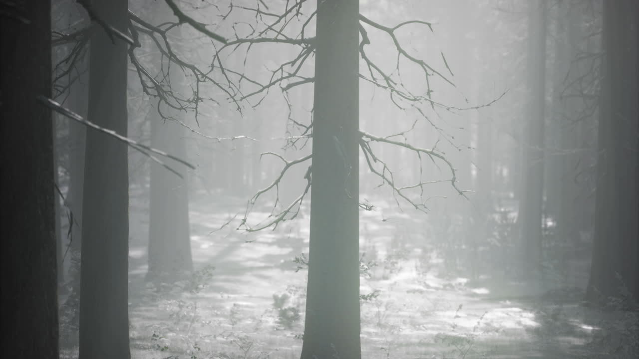 Misty forest with tall trees amidst soft light at dawn