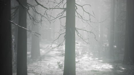 misty forest with tall trees amidst soft light at dawn