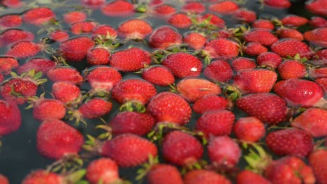 Witness-the-rustic-charm-of-farm-life-with-this-close-up-footage-of-organic-strawberries-rinsed-in-well-water