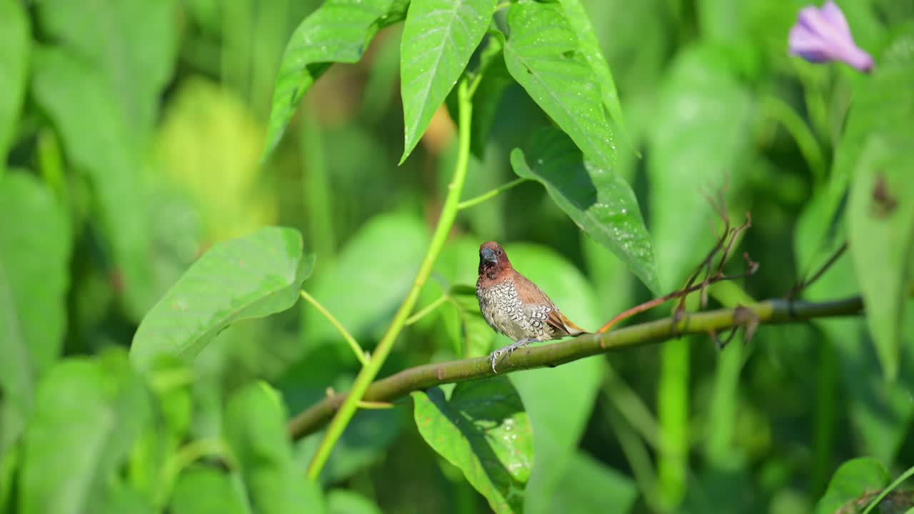 Scaly-breasted Munia on Branch