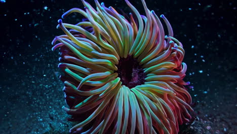 vibrant fluorescent sea anemone underwater
