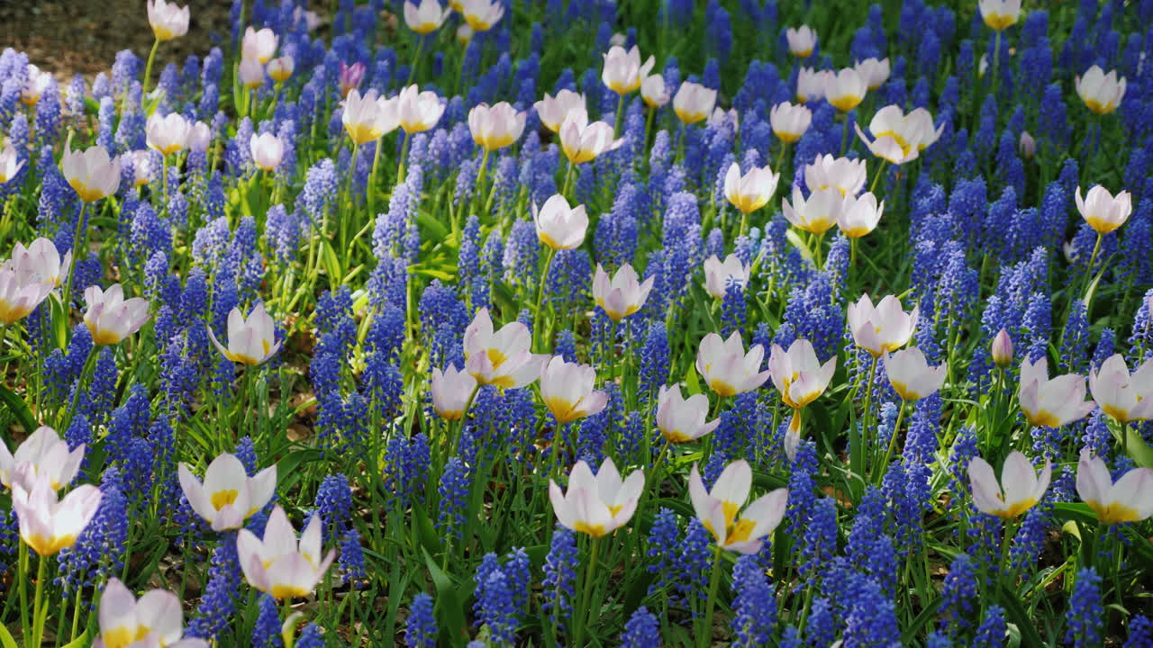 암스테르담의 하얀 튤립과 파란 야생화