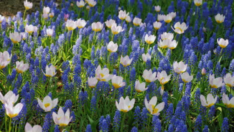 Weiße-Tulpen-Und-Blaue-Wildblumen-In-Amsterdam