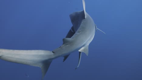 bull shark swims by with tail flick in shimmering ocean surface