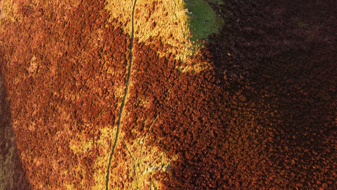 Top Down Aerial View of Exmoor Moorland Grass at Sunset with Winding Hiking Coast Path with Contrasting Orange Sunlight and Deep Shadows. Nature Drone Perspective 4K.