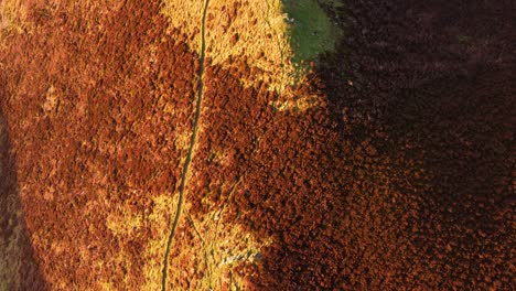 top down aerial view of exmoor moorland grass at sunset with winding hiking coast path with contrasting orange sunlight and deep shadows. nature drone perspective 4k.