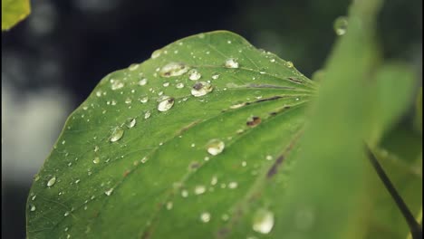 water drops on a leaf