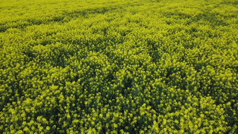 vuelo sobre campo de colza sin fin