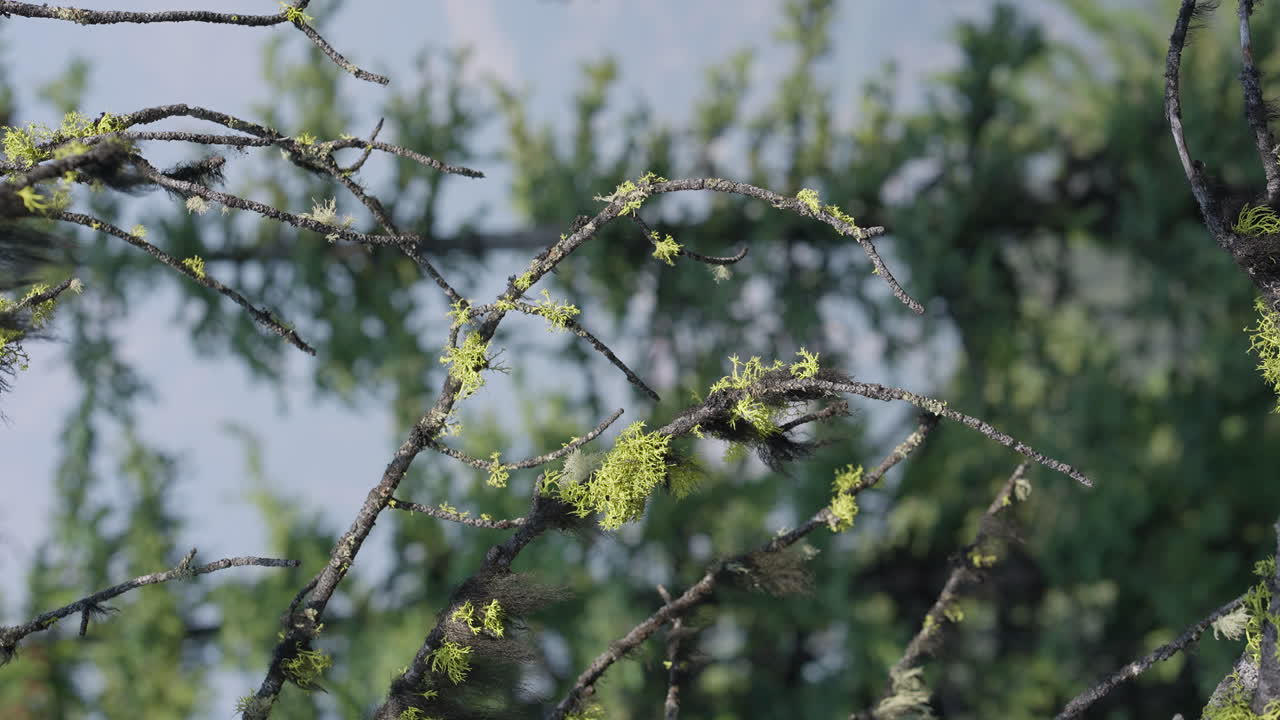 Evergreen Trees in Banff National Park, Canada. 4K Vertical Close Up