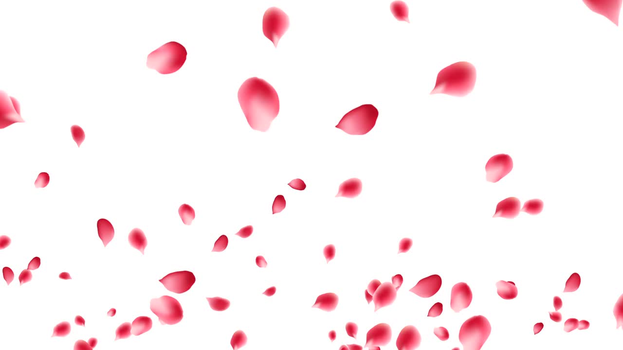 장미 잎이 폭발합니다.