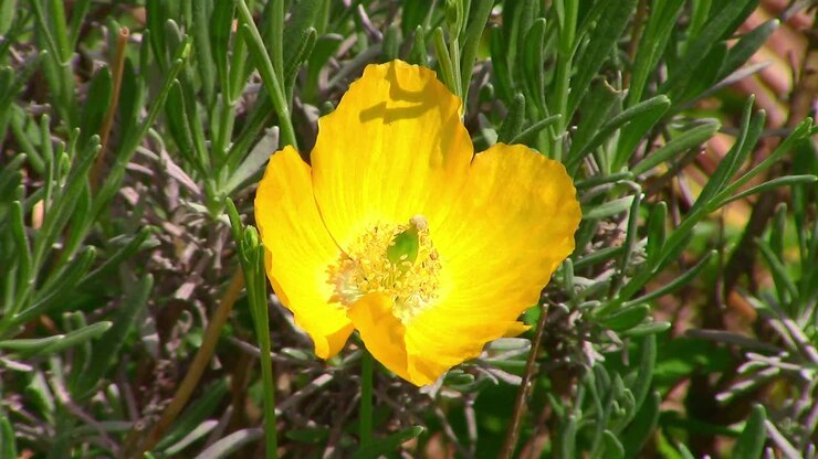 Close up of a single yellow welsh poppy growing in an English meadow