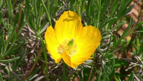 close up of a single yellow welsh poppy growing in an english meadow