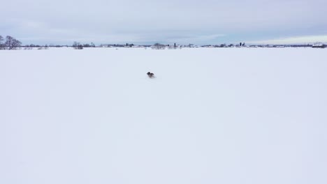 Coyote-Corriendo-En-Un-Campo-De-Polvo-Profundo-Sobrevuelo-Aéreo