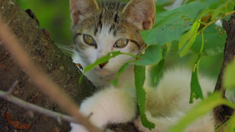 Gatito-Callejero-En-La-Rama-De-Un-árbol.-El-Gato-Callejero-Es-Un-Gato-Doméstico-Sin-Dueño,-Que-Vive-Al-Aire-Libre-Y-Evita-El-Contacto-Humano:-No-Se-Deja-Manipular-Ni-Tocar-Y-Permanece-Oculto-A-Los-Humanos.