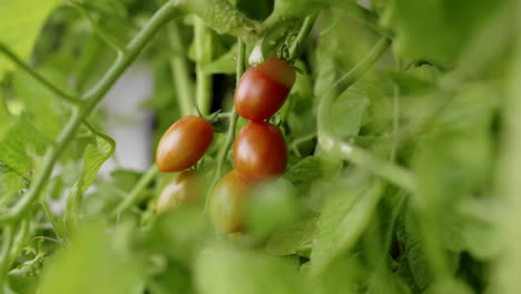 picking tomatoes from the vine