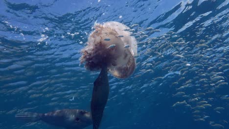 two scrawled filefish nibble and eat at a white-spotted jellyfish in open water