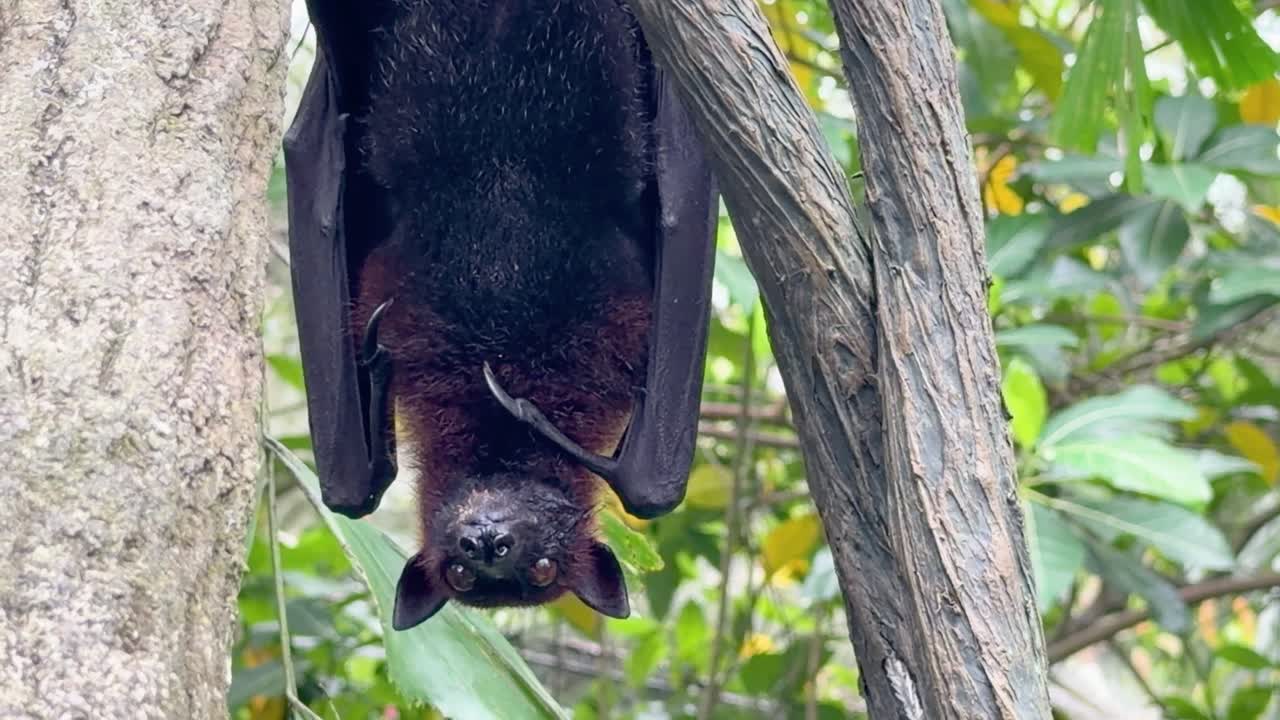 Un primo piano di un pipistrello volpe volante appeso a un ramo di un albero alla luce del giorno