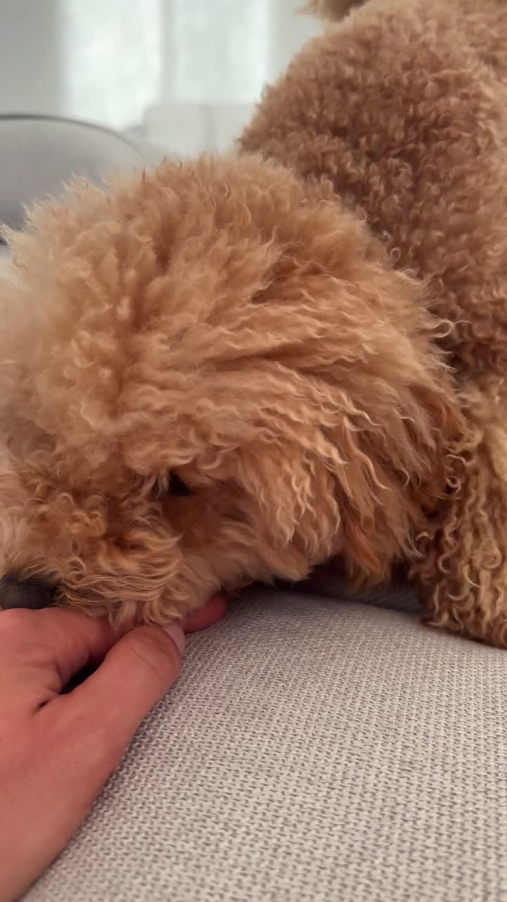 un caniche descansando en un sofá