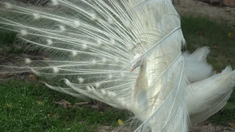 pavo cristatus blanco gira el cuerpo y agita