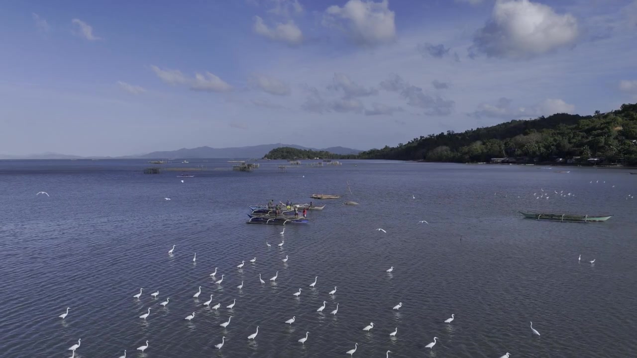 Taytay, İç Malampaya Koyu'nda ağlarını temizleyen balıkçıların yanında beslenen balıkçıl kuşlarının drone ile havadan görünümü.