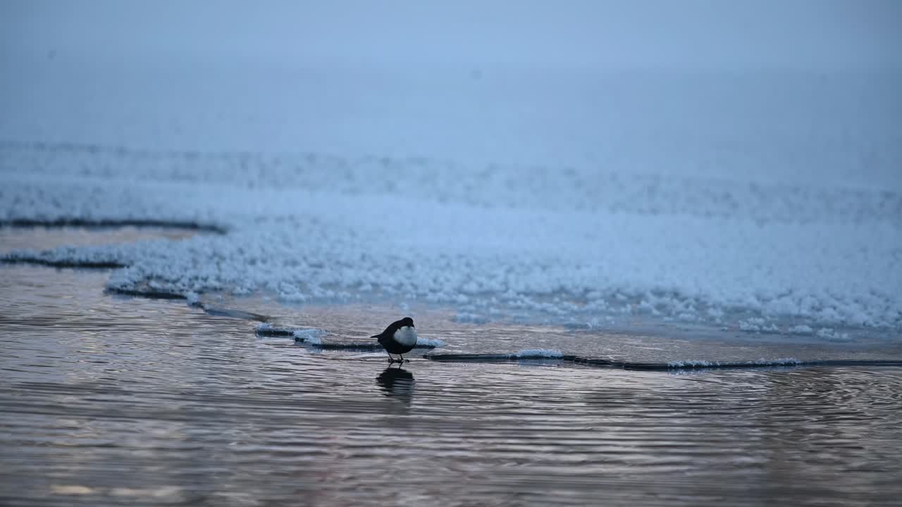 la cerda de garganta blanca se sumerge en agua helada en busca de alimento, voss de mano noruega