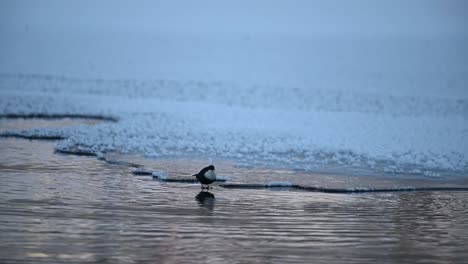 White-Throated-Dipper-dives-into-ice-cold-water-in-search-for-food,-Handheld-Voss-Norway